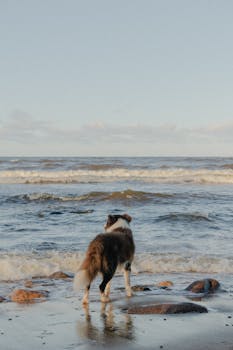 A Border Collie standing on a rocky beach gazing at the sea during sunset.