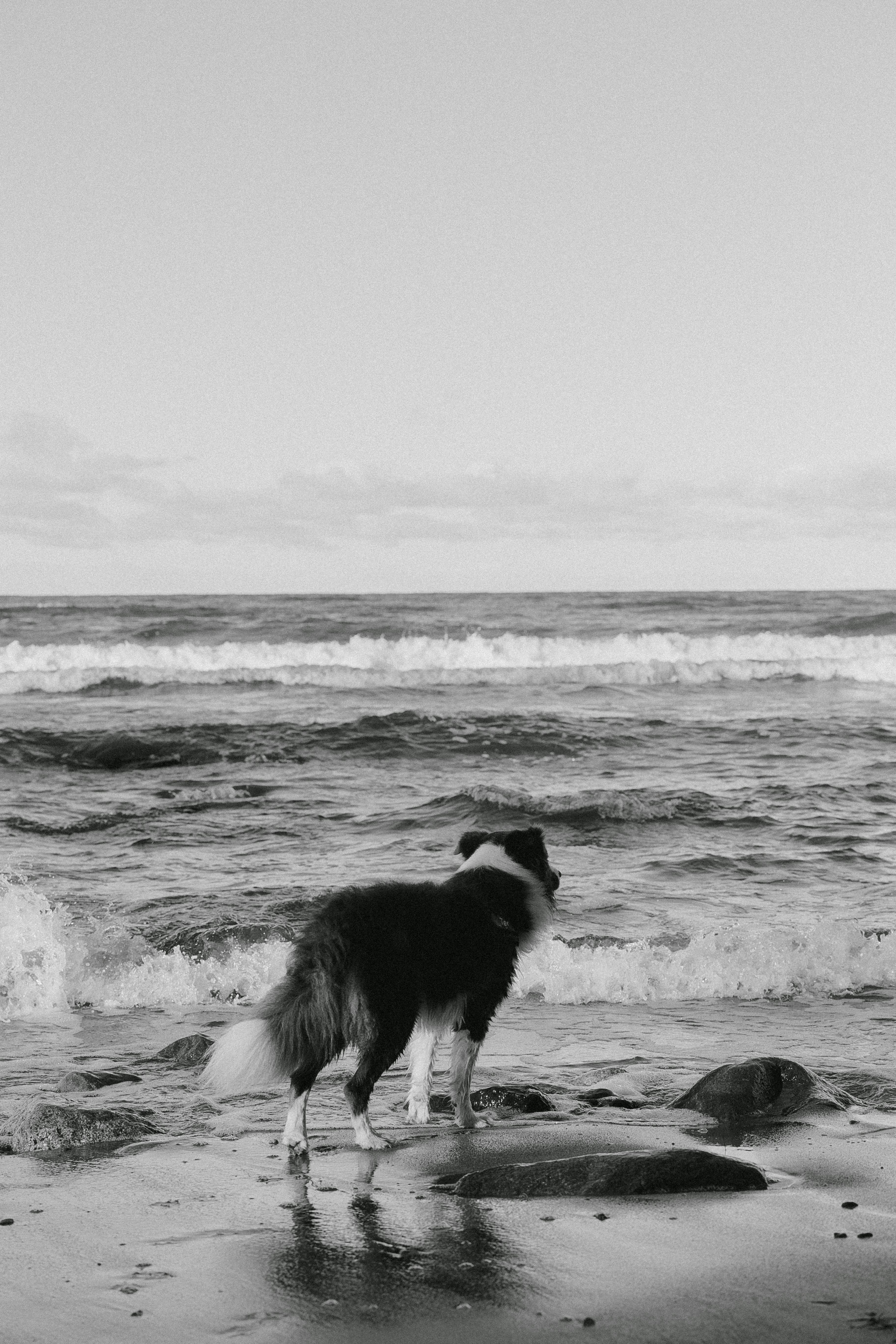 A Border Collie gazes at the ocean waves on a peaceful day at the beach.