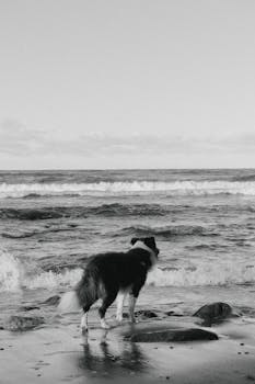 A Border Collie gazes at the ocean waves on a peaceful day at the beach.