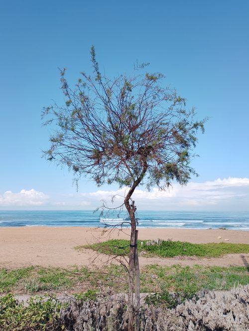 Free Lone tree stands by the seaside in Casablanca, Morocco, with blue sky and calm ocean waves. Stock Photo