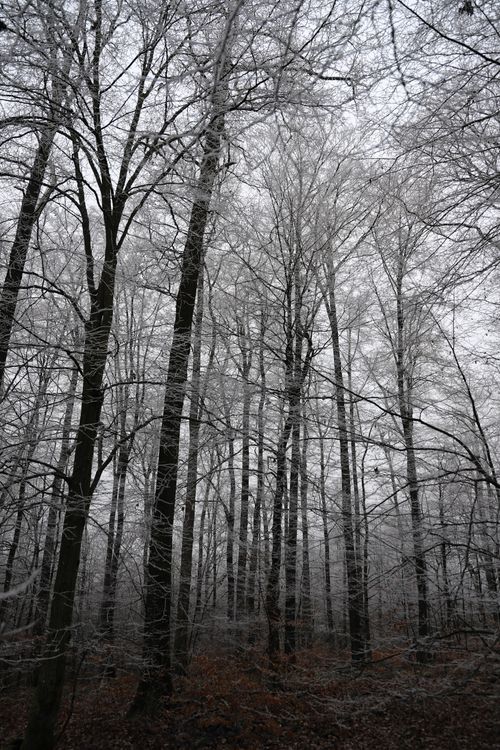 Free A serene winter landscape featuring bare trees covered in frost, creating a peaceful atmosphere. Stock Photo