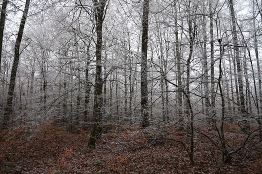 A serene winter forest scene with frosty bare trees and fallen leaves.