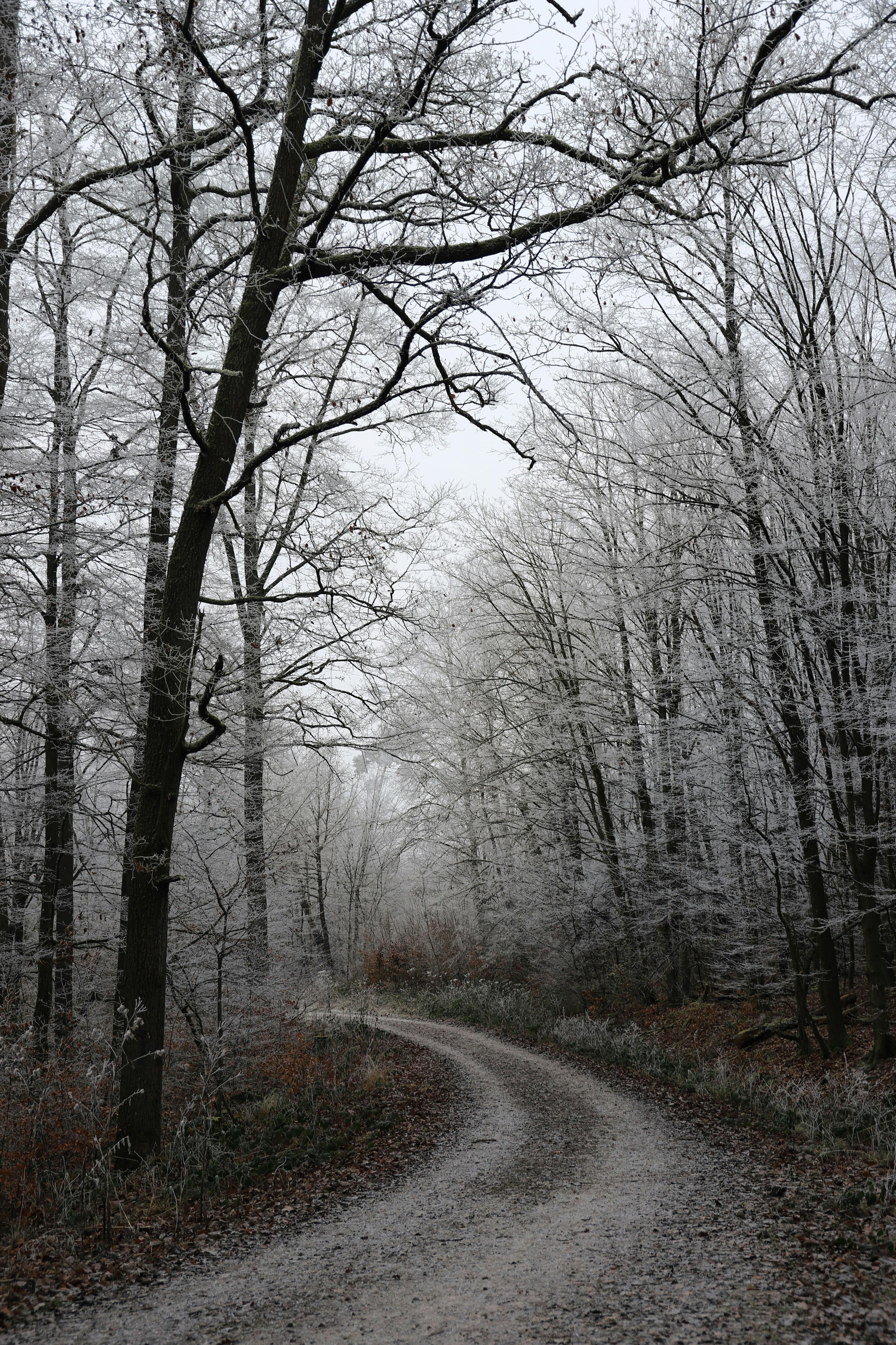 A serene frosty forest path winding through snow-covered trees in winter.