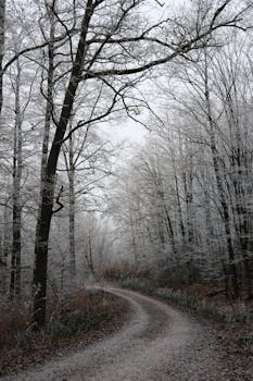 A serene frosty forest path winding through snow-covered trees in winter.