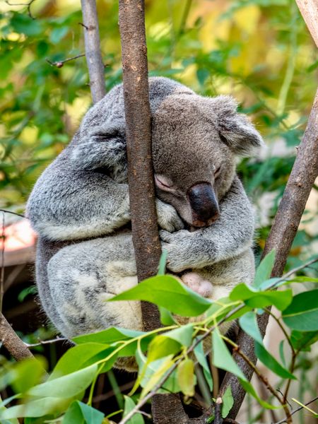Koala
