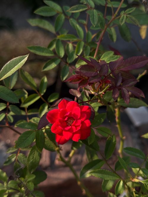 Free Bright red rose blooming amidst lush green leaves in a garden in Biratnagar, Nepal. Stock Photo