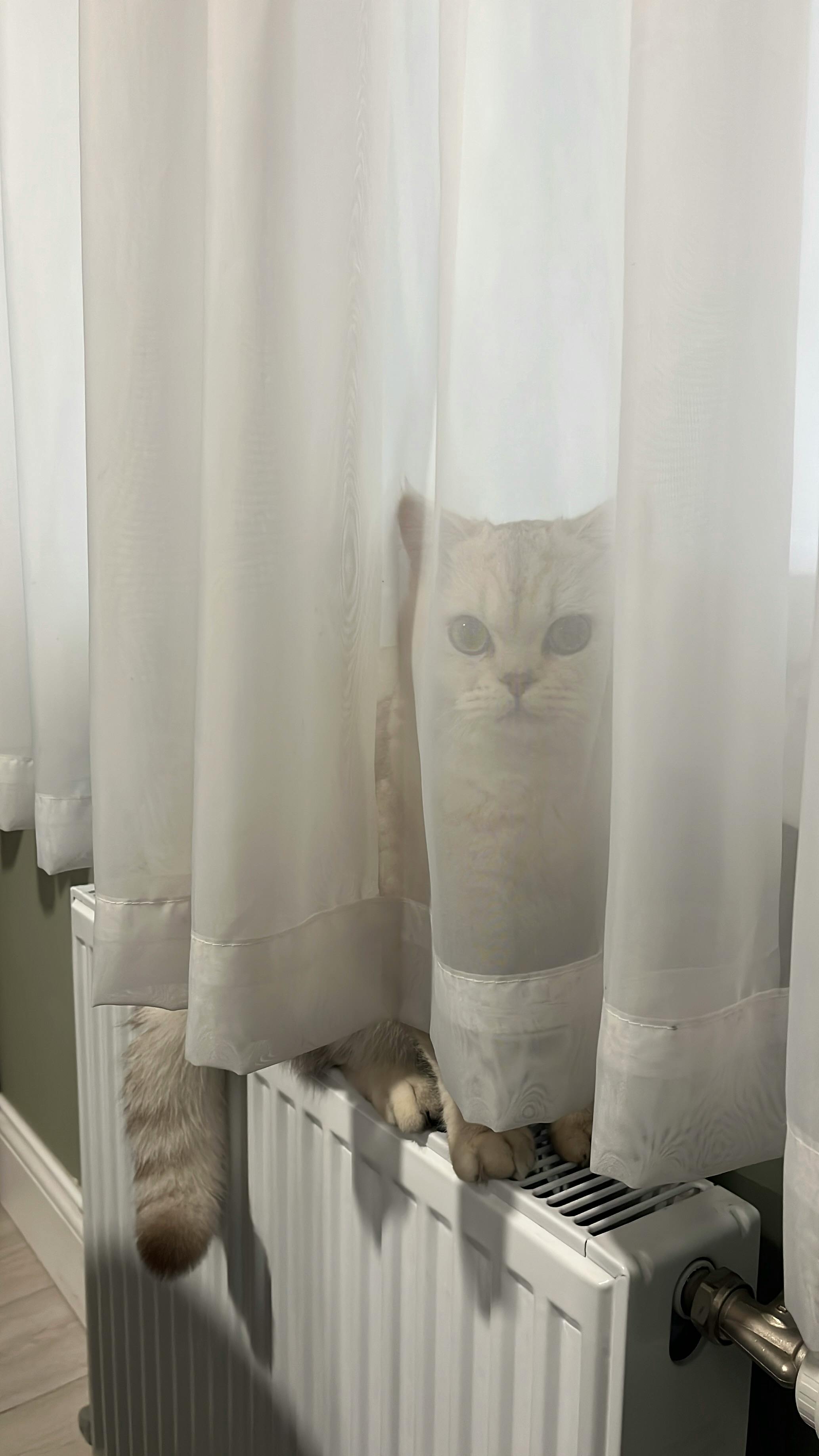 Cute British Shorthair cat peeking from behind white curtains on a radiator.