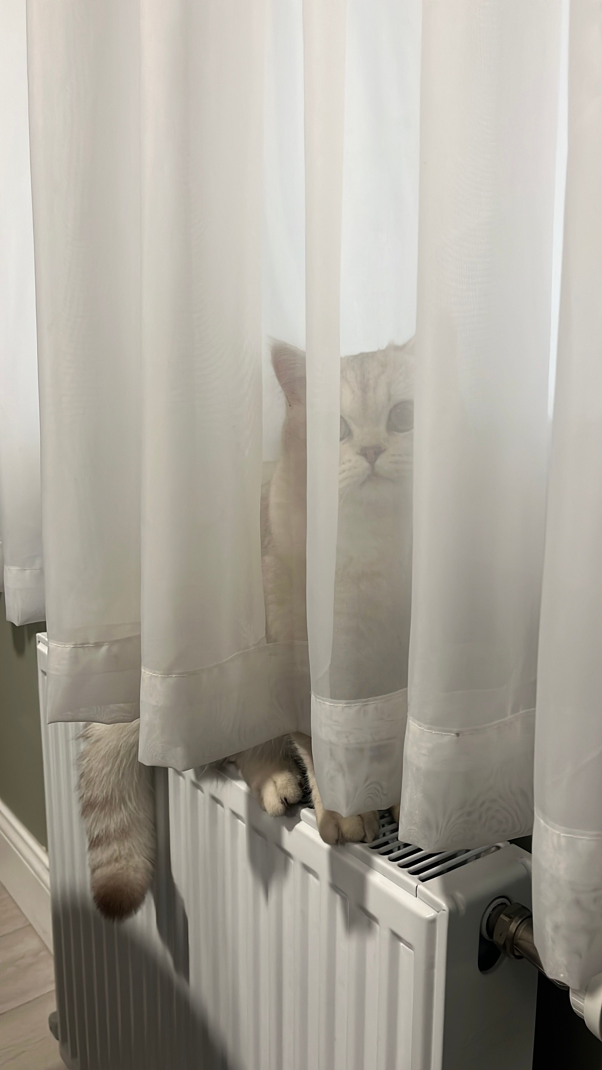 A curious cat peeks through sheer curtains, adding charm to the indoor setting.