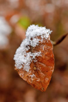 Close-up of a snow-covered oak leaf showcasing the first snow of winter in Heyerode, Germany.
