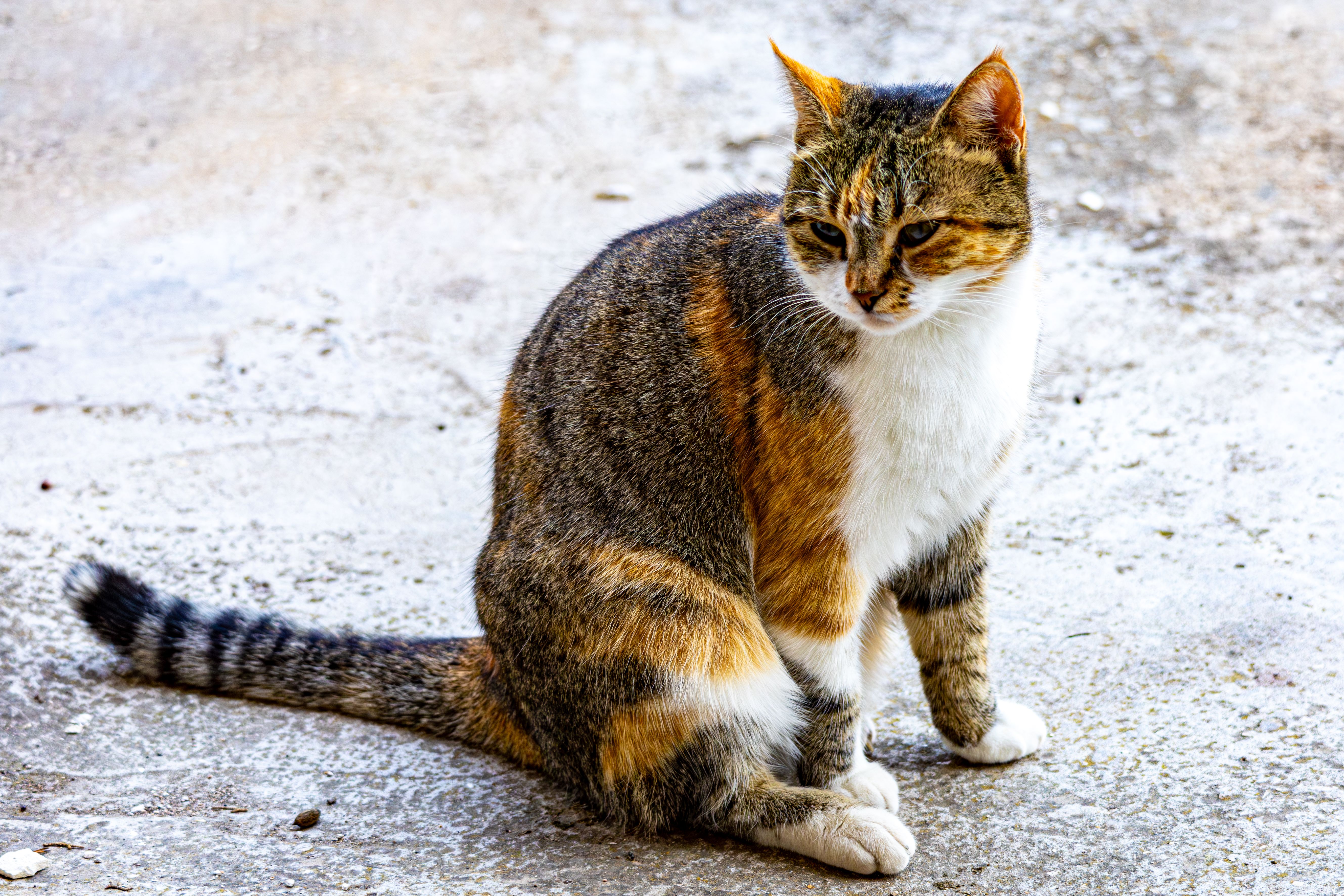 A calm cat sitting with relaxed posture, forward-facing ears, and gentle expression showing contentment.