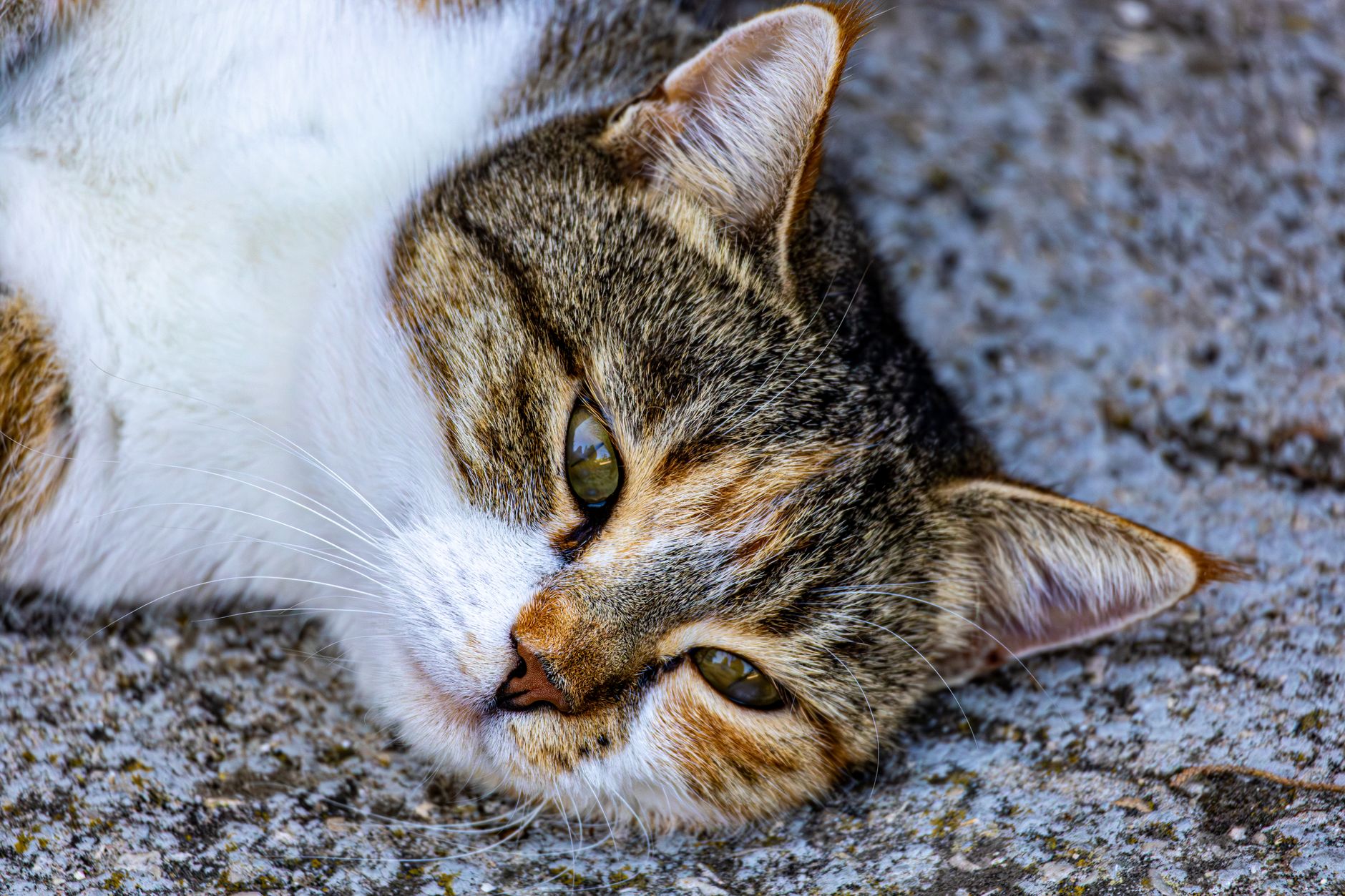 Portrait of a cat at a veterinary clinic