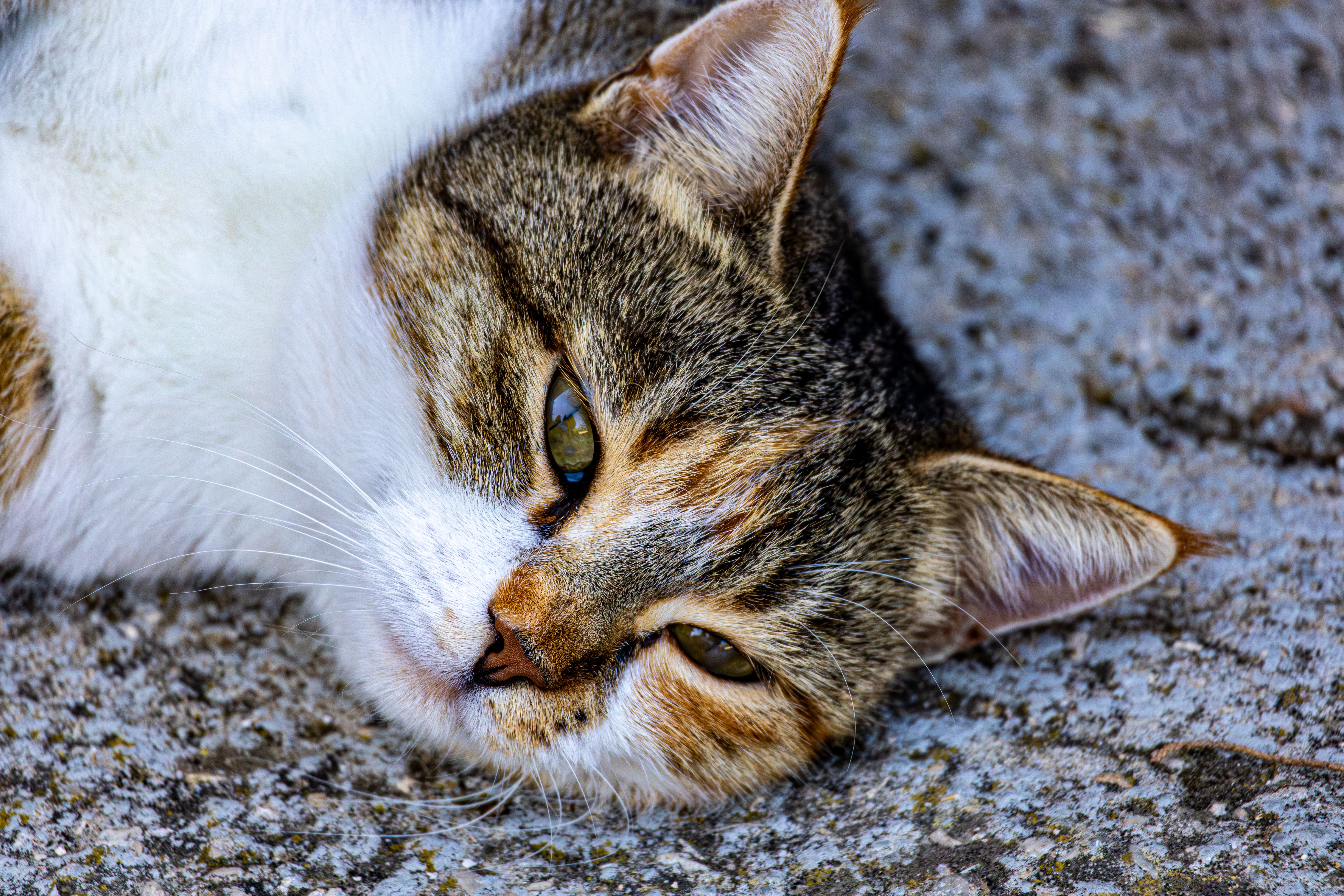 Close-Up of a Relaxed Domestic Cat on Concrete · Free Stock Photo