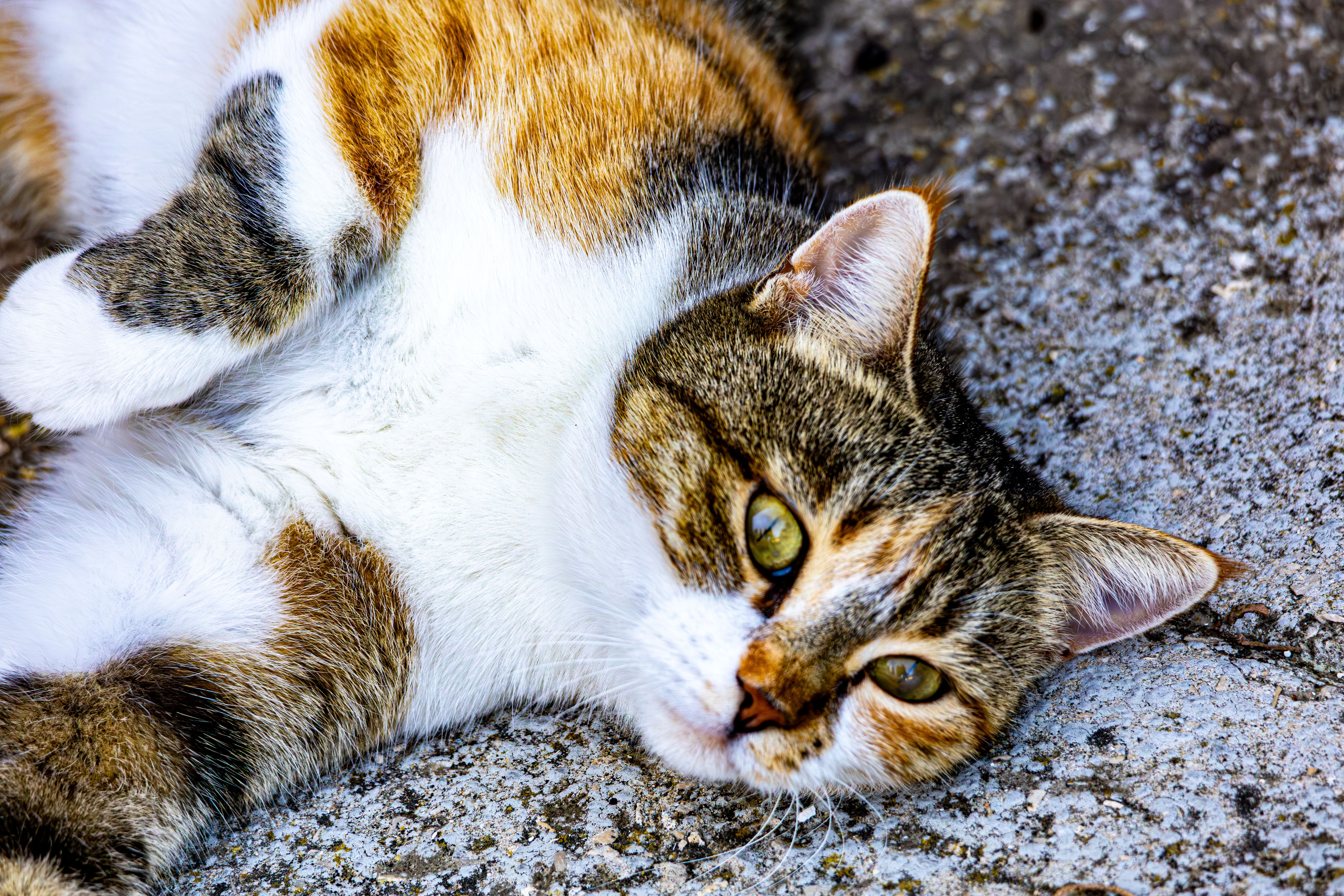 Relaxed Calico Cat Lying on Concrete · Free Stock Photo