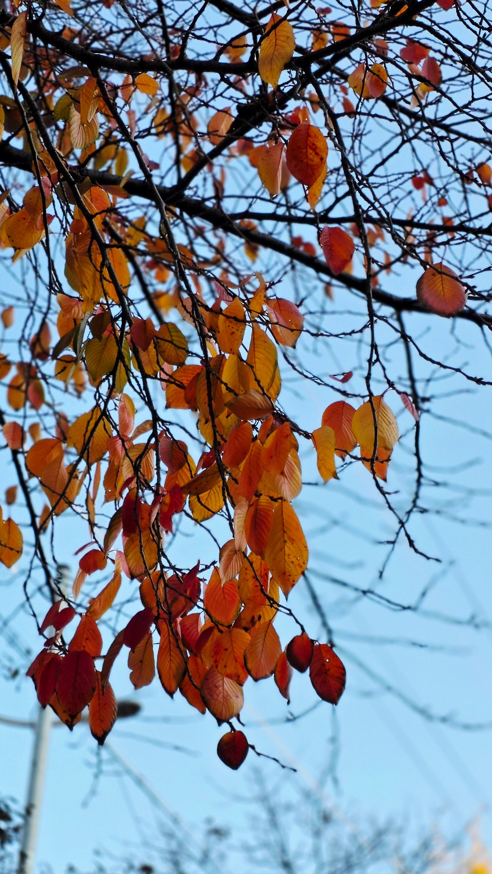 Vibrant Autumn Leaves Against a Clear Sky · Free Stock Photo
