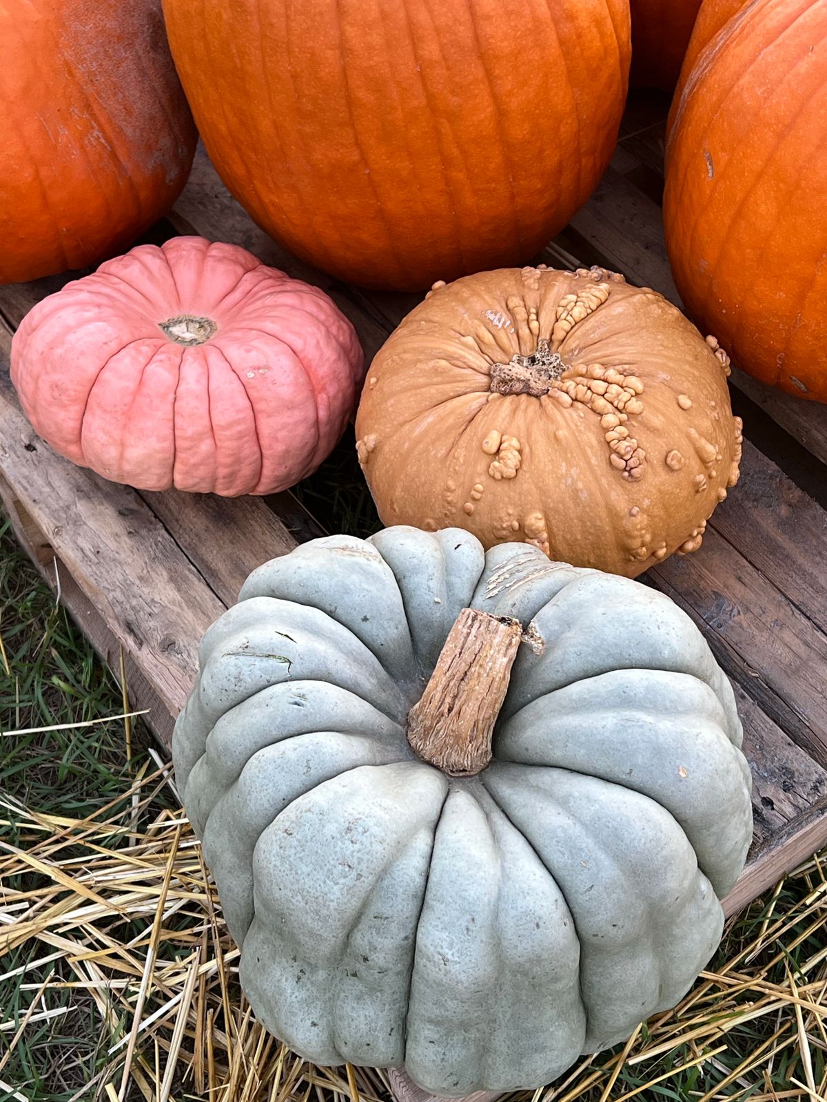 Colorful variety of pumpkins on wooden pallet symbolizing fall harvest. Perfect for seasonal themes. Stock Photo.