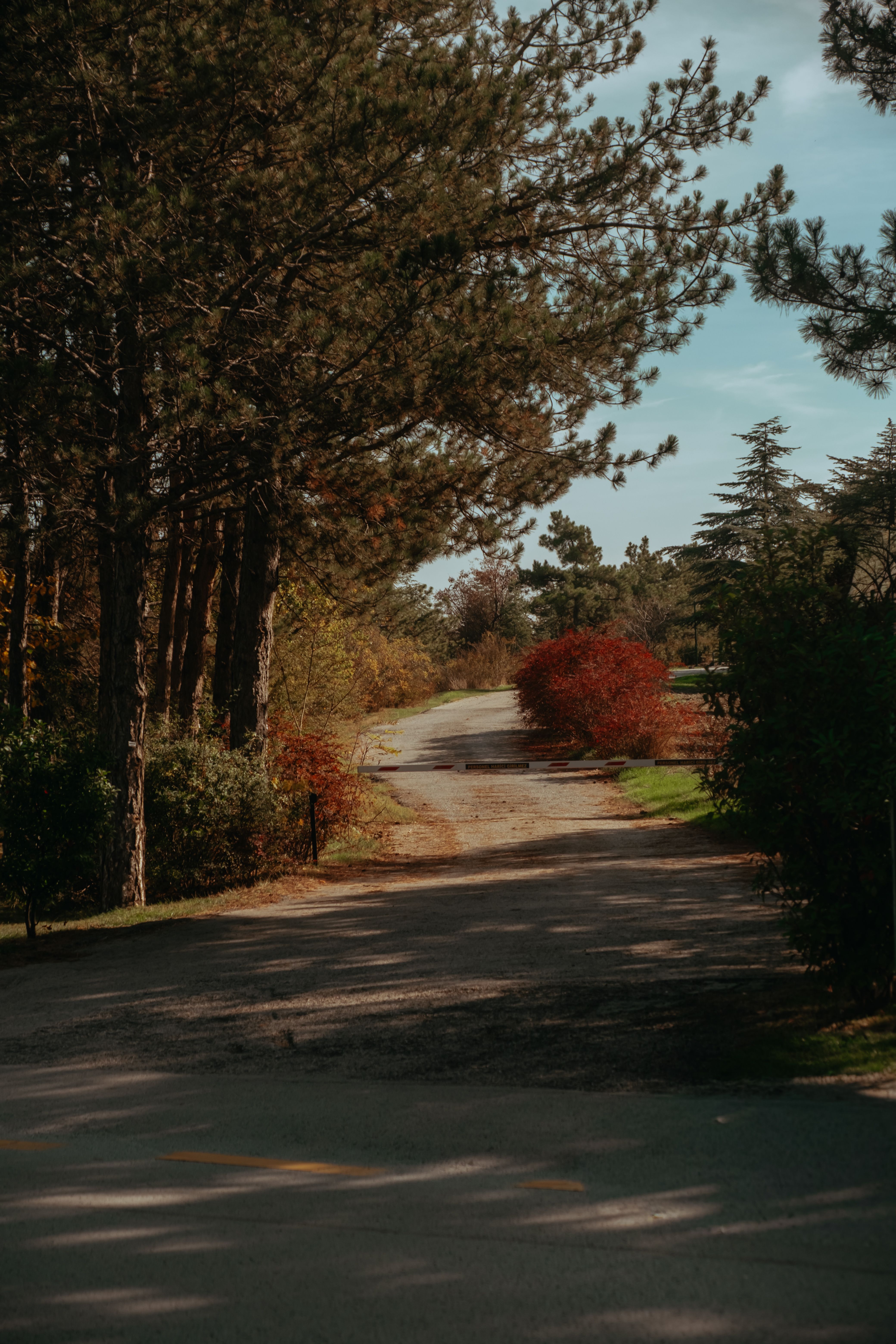Serene Country Road Lined with Trees in Fall · Free Stock Photo