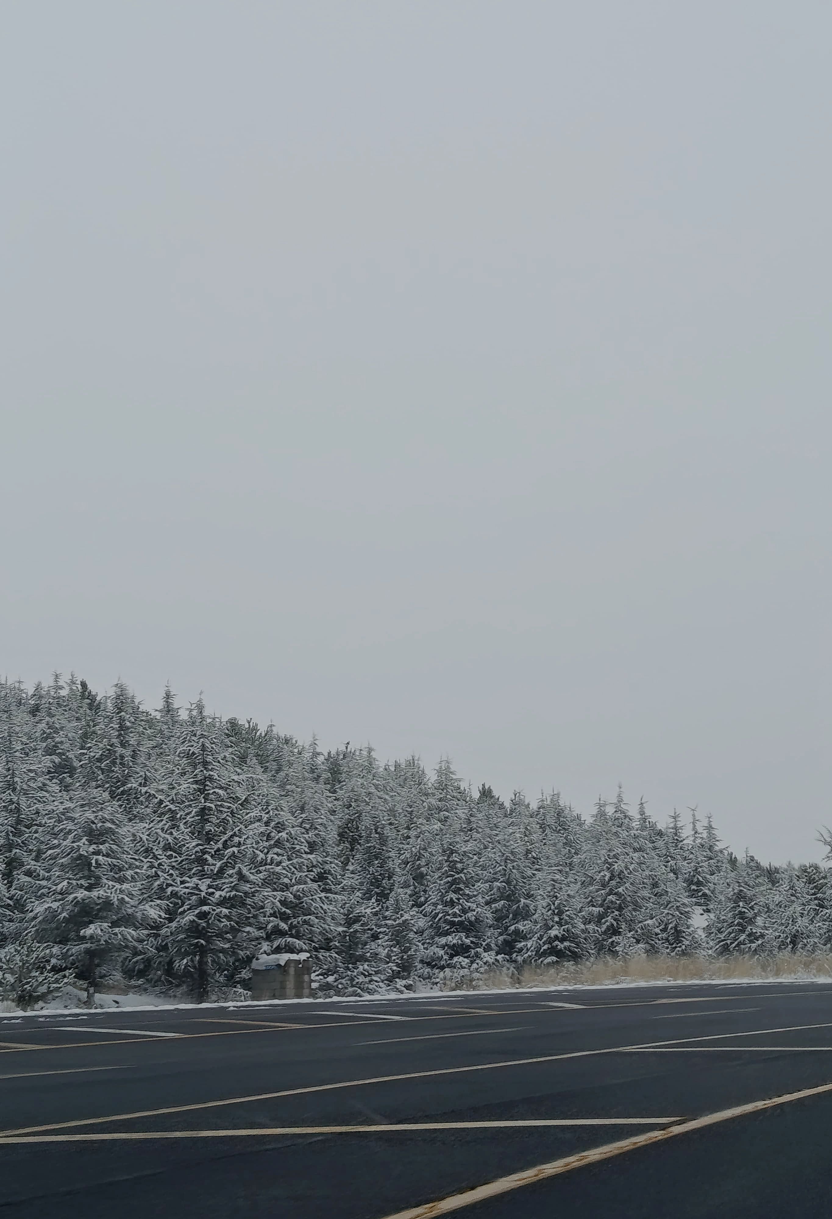 Snowy Forest Road in Winter Landscape Scene · Free Stock Photo