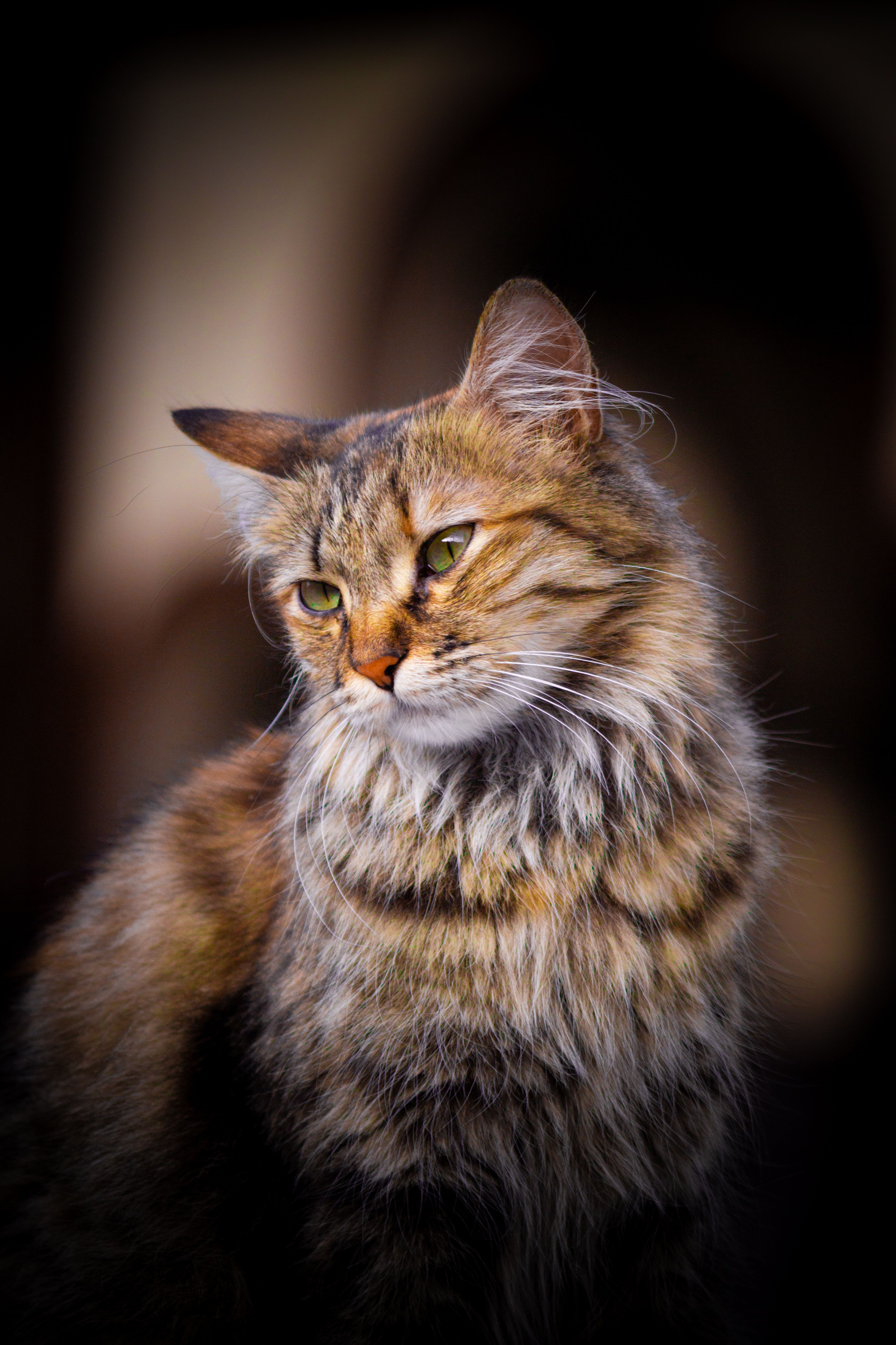 Portrait of a Fluffy Tabby Cat Outdoors · Free Stock Photo