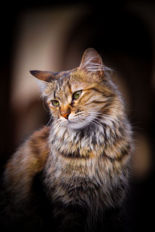Free Close-up photo of a fluffy tabby cat with focus on fur texture and warm hues. Stock Photo