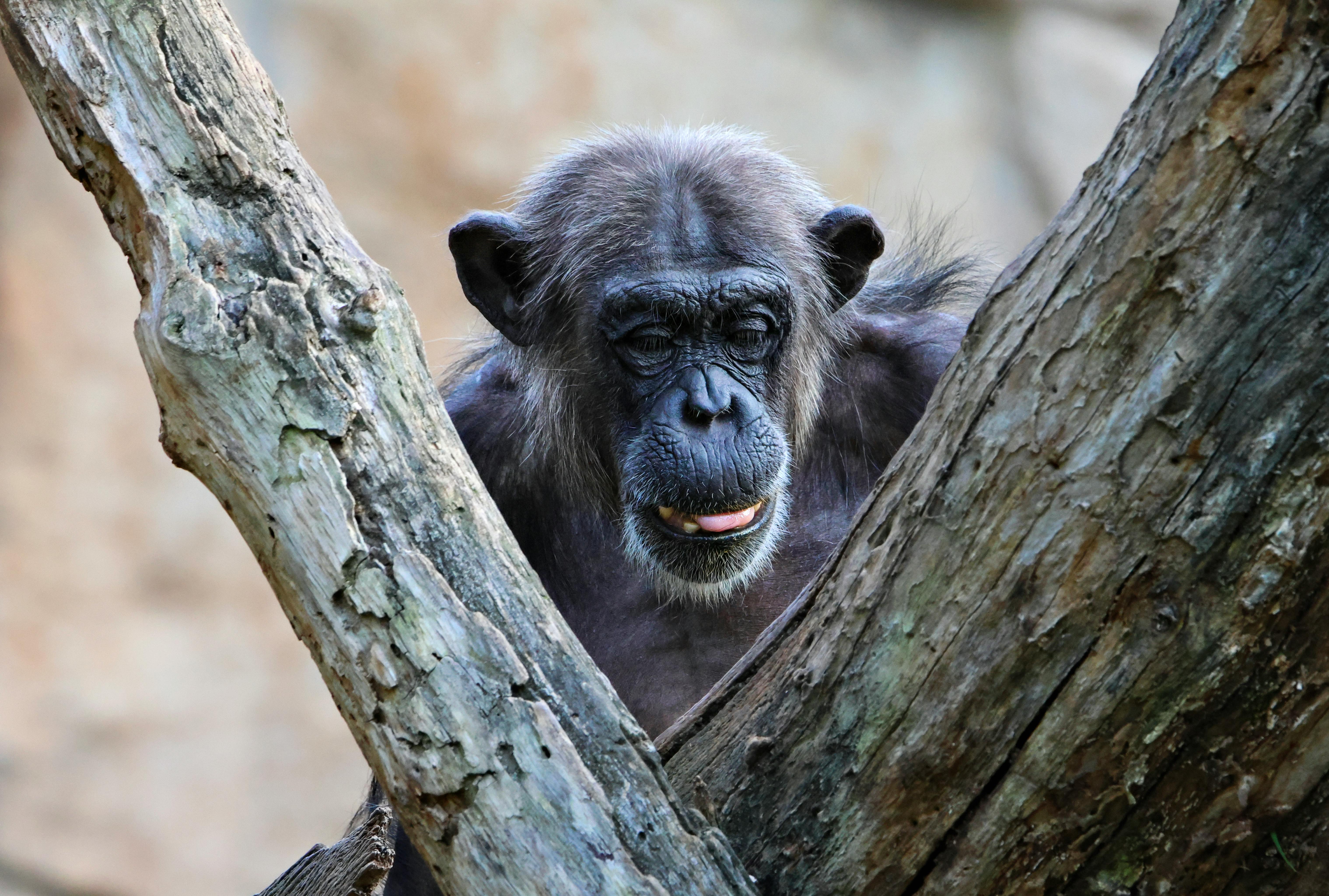 intelligence animale