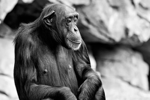 Free A black and white portrait of a chimpanzee with a thoughtful expression outdoors. Stock Photo