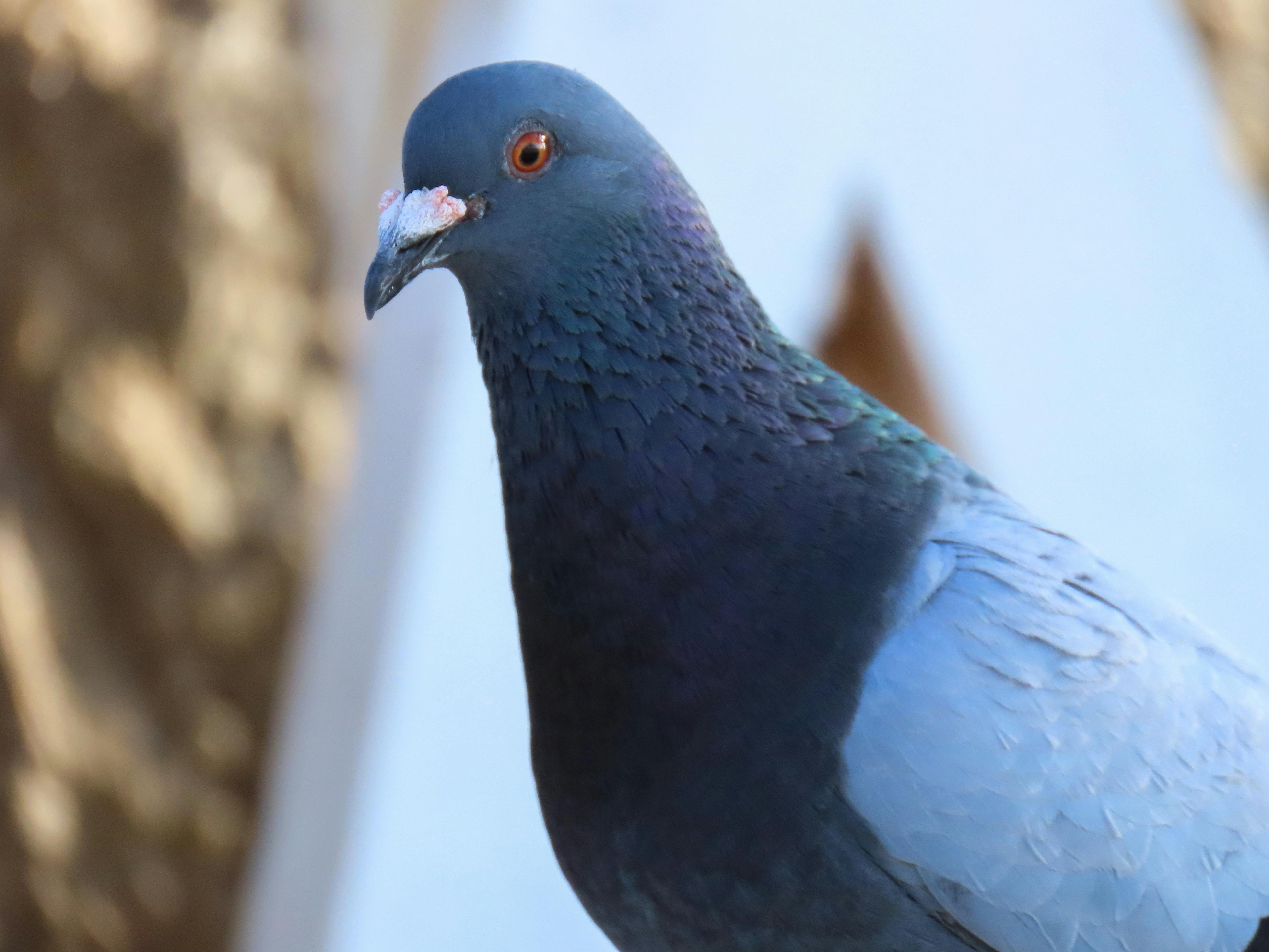 Detailed close-up of a rock dove with shimmering blue plumage in Florianópolis, Brazil.