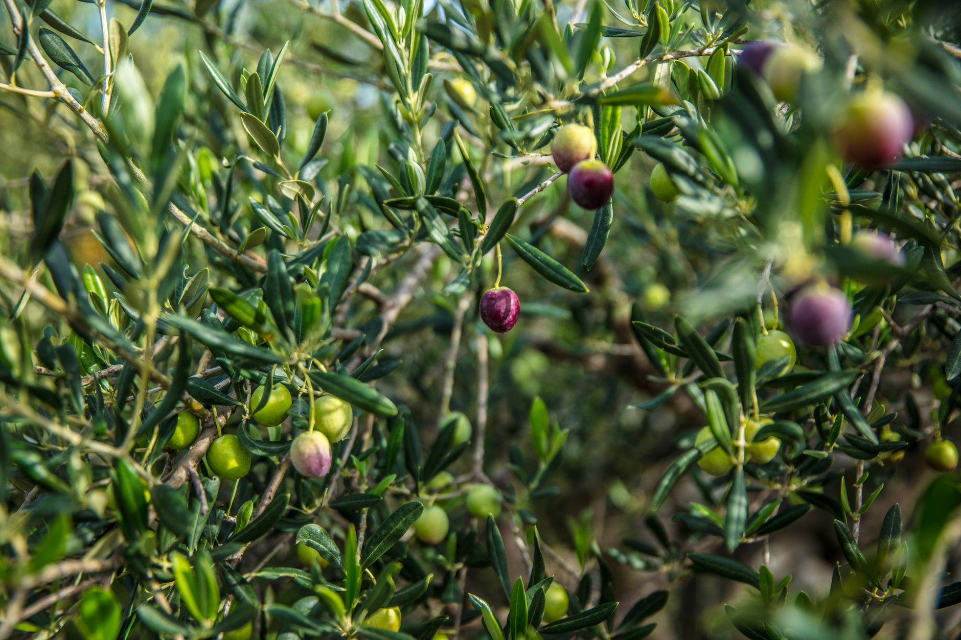 Gros plan sur des olives en train de mûrir sur un olivier en plein air