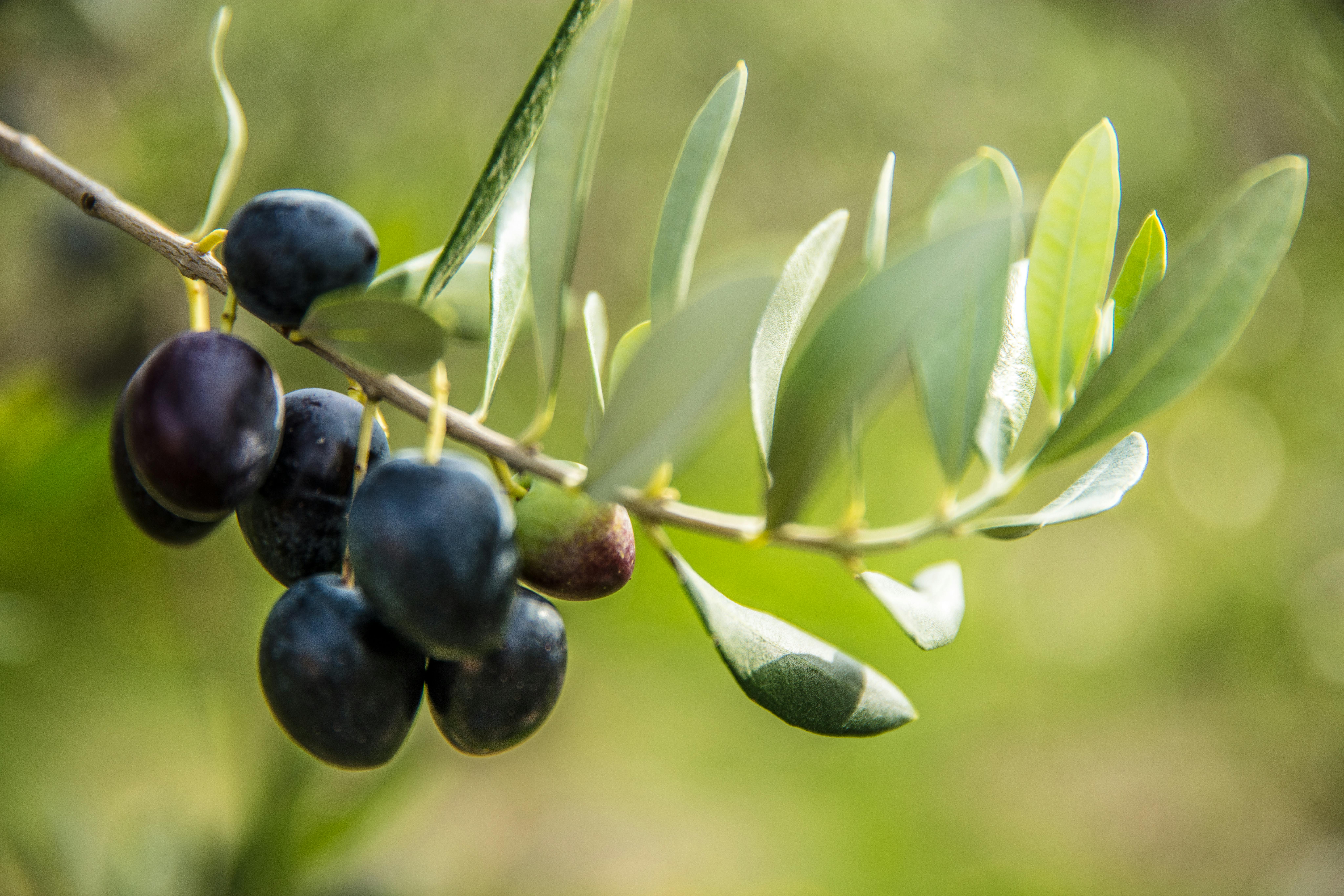 Toward a Fairer EU-Tunisia Agricultural Partnership