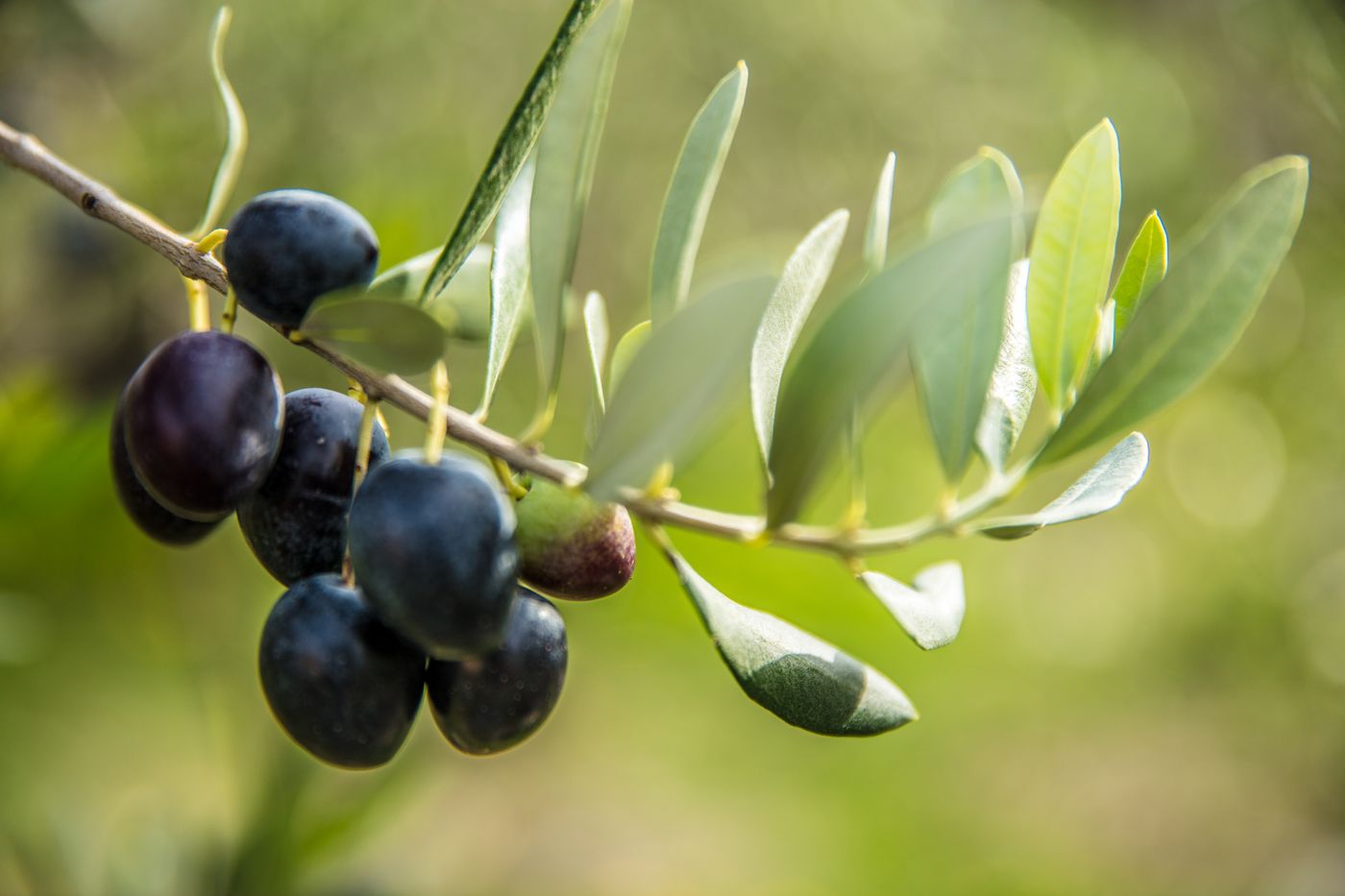 Ripe black olives on a branch