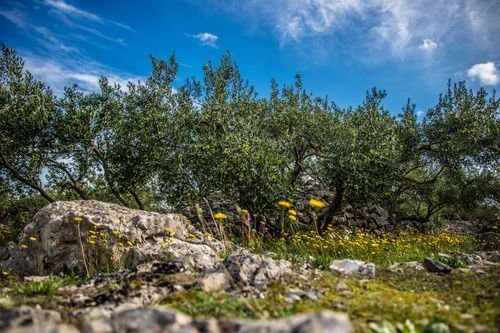 Free Serene olive grove with wildflowers and rocks under a blue sky, showcasing spring nature beauty. Stock Photo