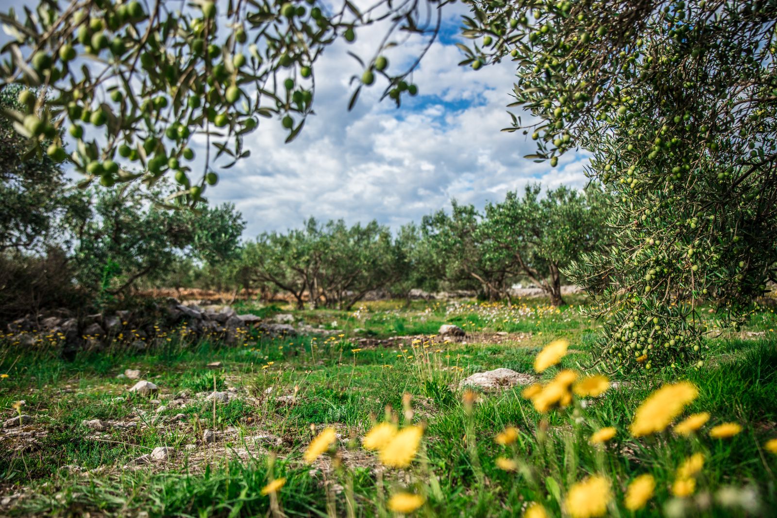 What It Means to Adopt an Olive Tree