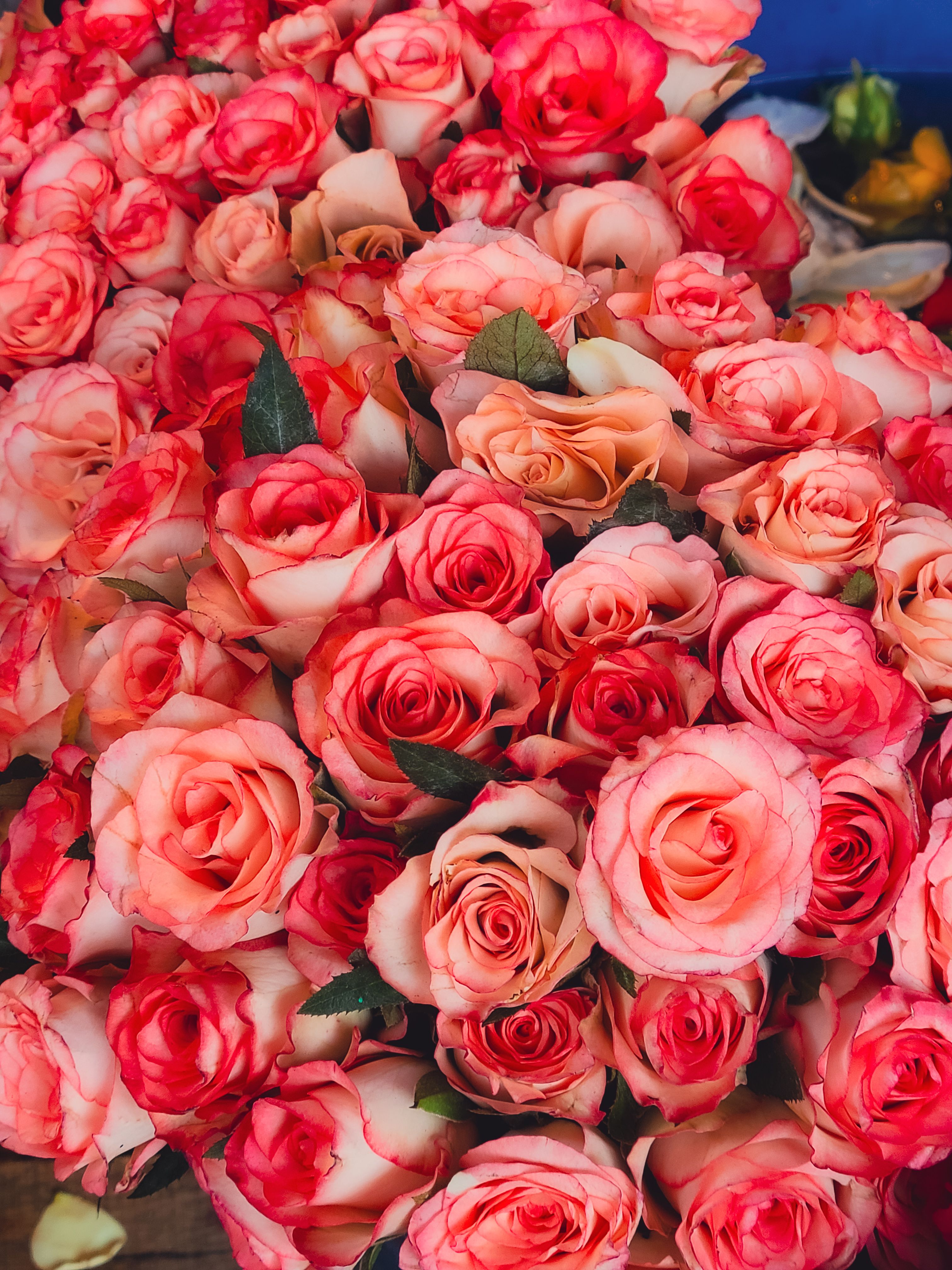 Buquê Vibrante De Rosas Cor De Rosa E Laranja · Foto profissional gratuita