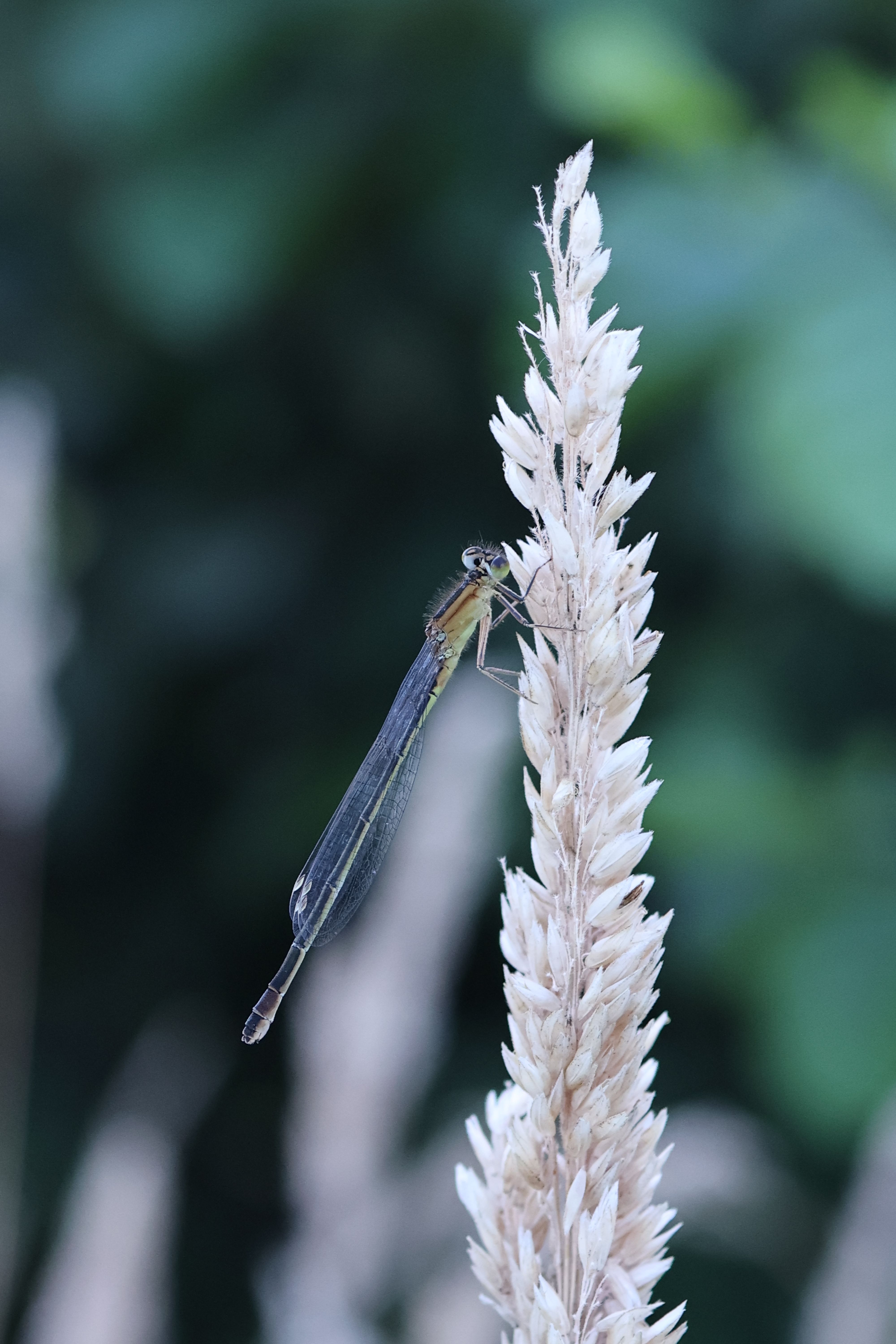 Macro Shot of Damselfly on Wheat Spike · Free Stock Photo