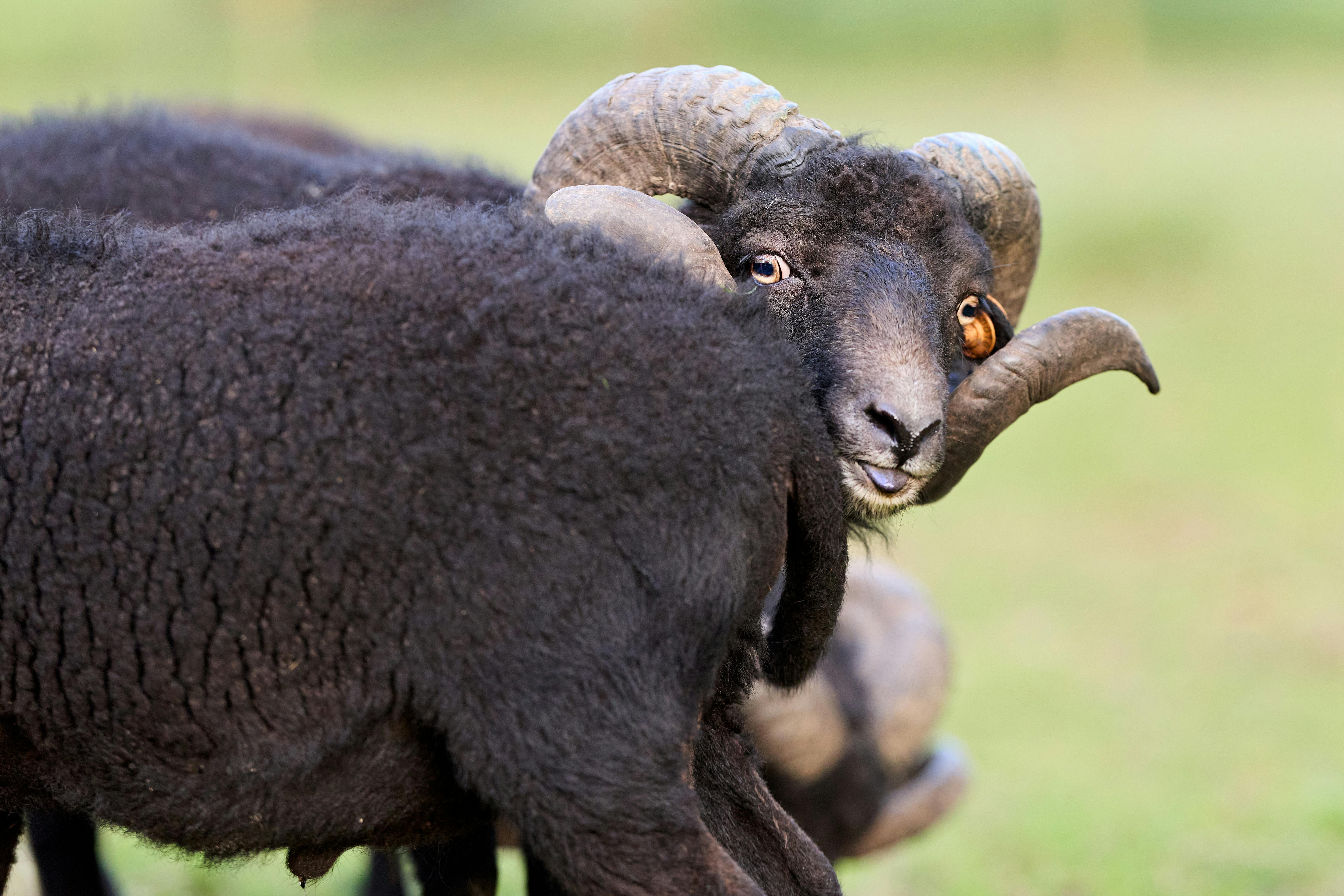 Gratuit Un bélier noir curieux, aux cornes recourbées, se retourne d'un air enjoué dans un décor herbeux extérieur. Photos