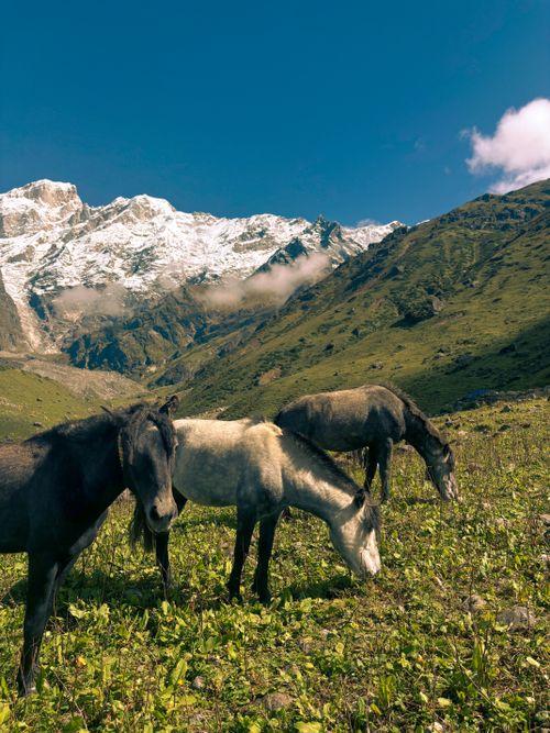 Free Scenic view of wild horses grazing in the lush Uttarakhand mountains with snow-capped peaks in the background. Stock Photo