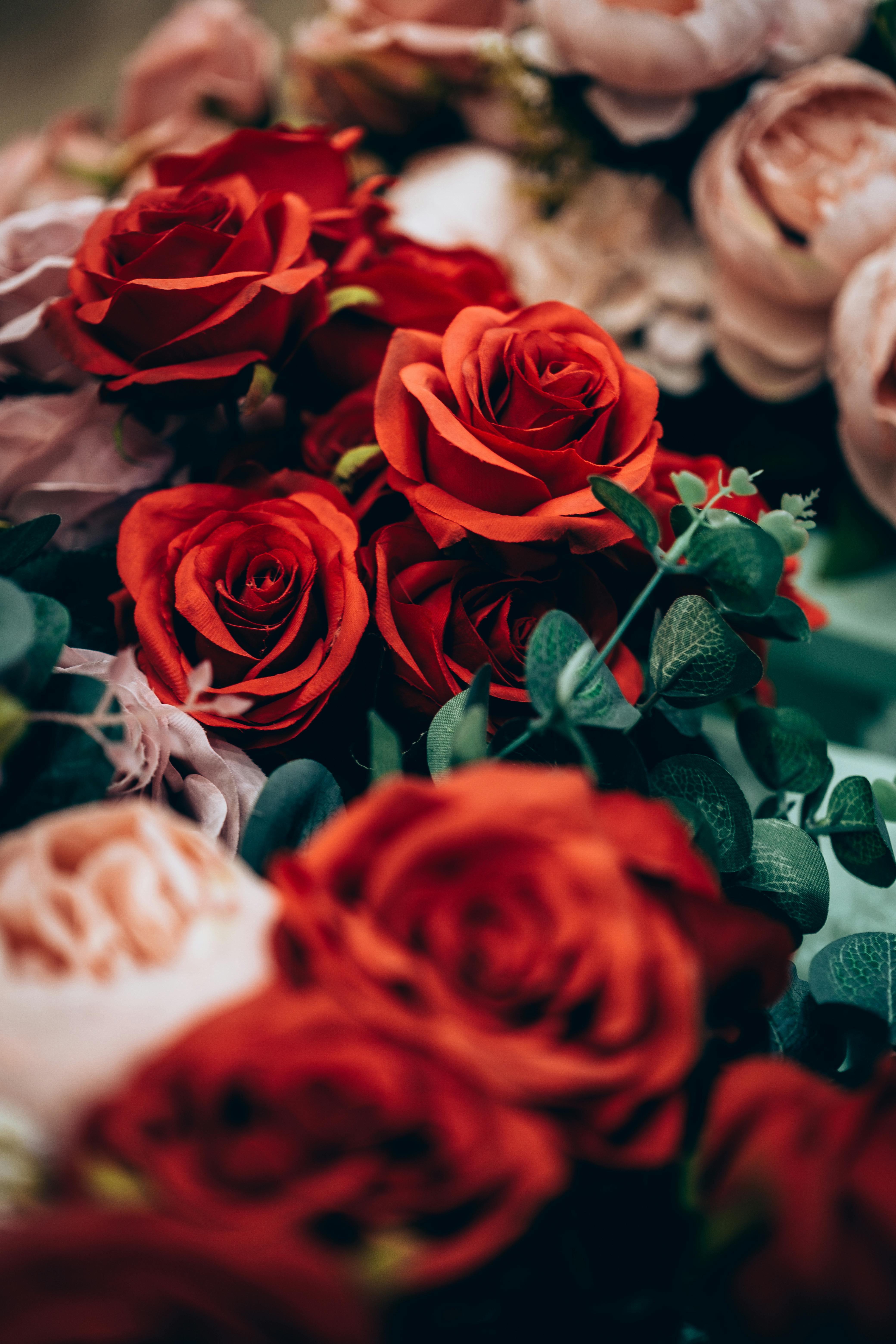 [ColoSach]-a-close-up-shot-of-vibrant-red-and-pink-roses-in-full-bloom,-showcasing-natural-beauty-and-elegance.