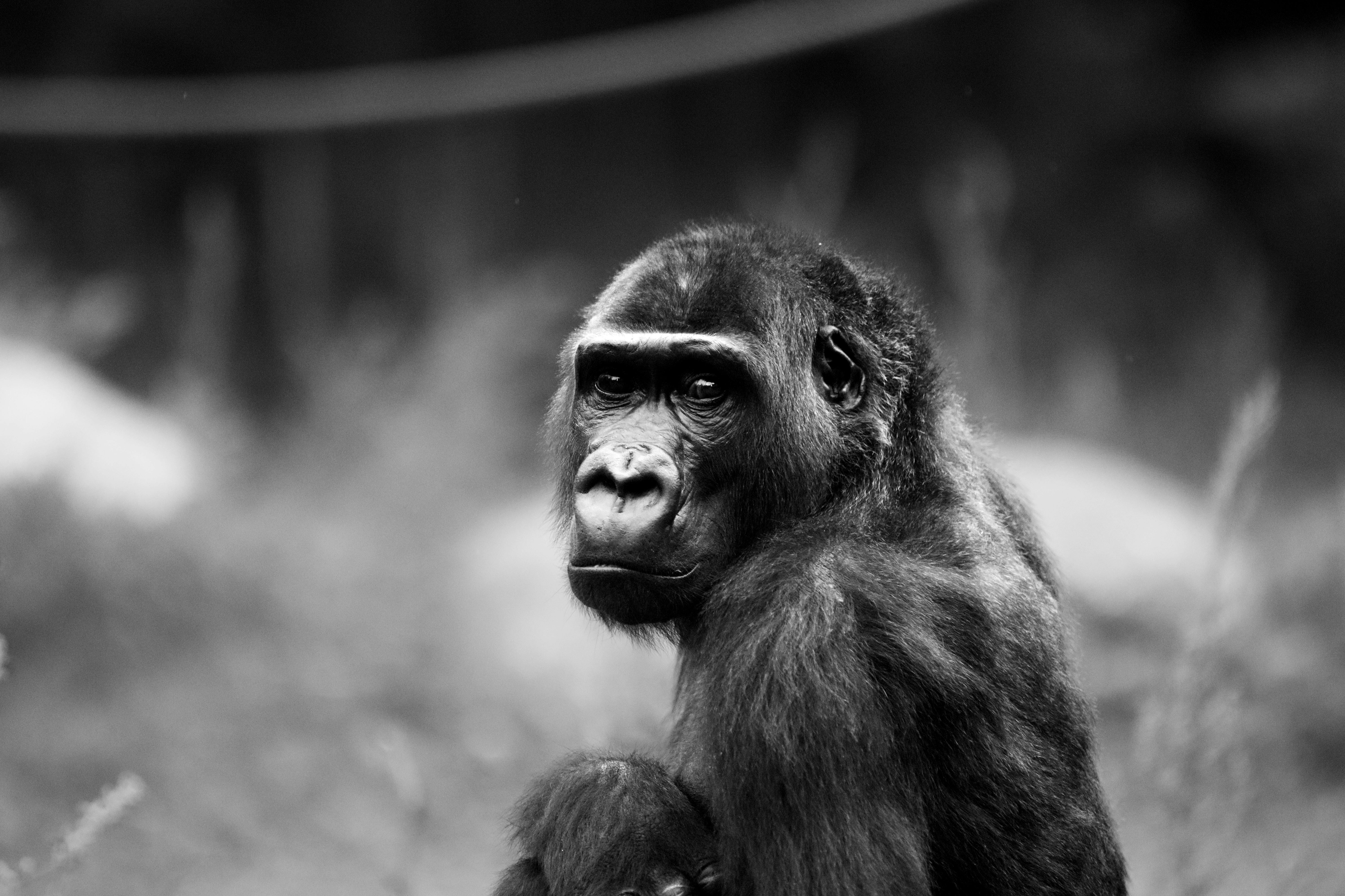 AI-Powered Habitats: Transforming the Future of Living Spaces