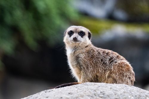 Free A meerkat standing on a rock, alert and curious, with nature in the background. Stock Photo