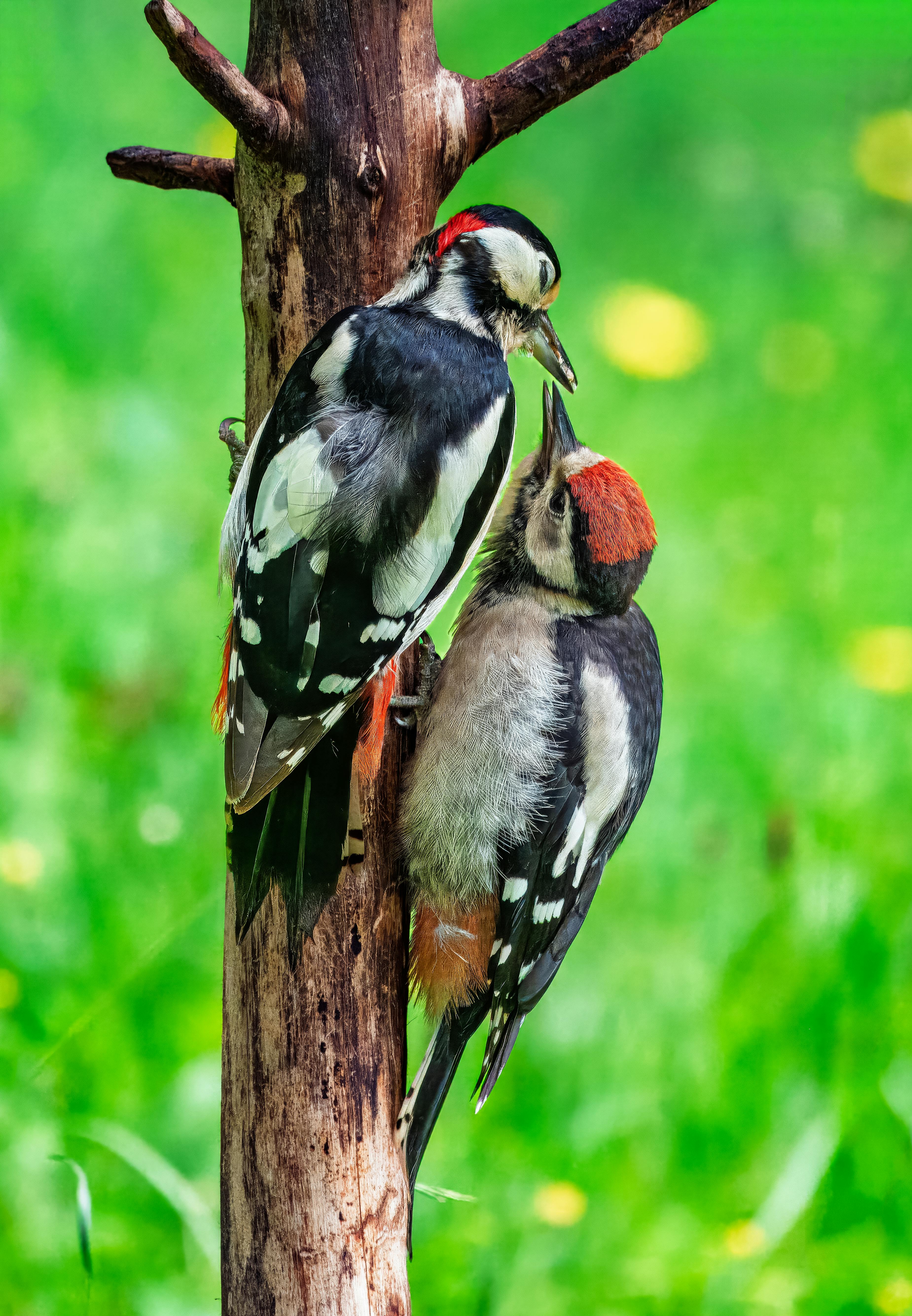 Bird Watching Presents