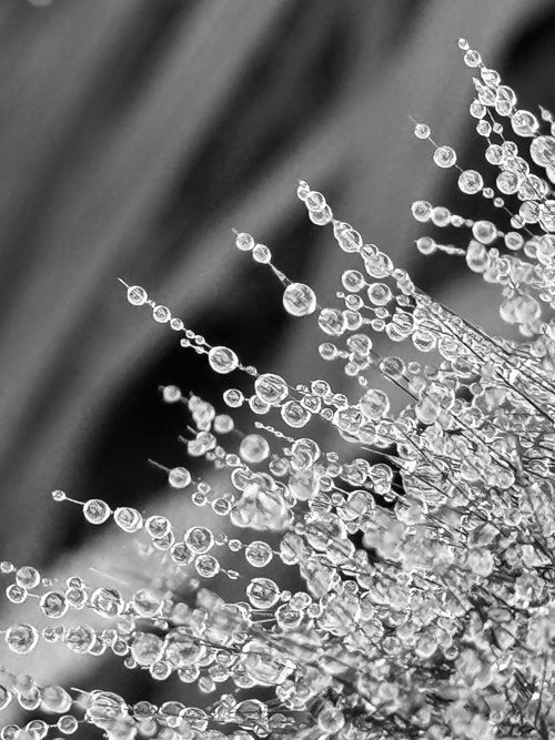 Free Close-up black and white photo of dewdrops on grass showcasing intricate details. Stock Photo