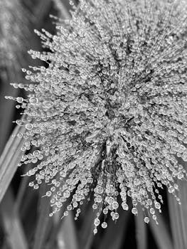 Close-up of dew-covered ornamental grass highlighting texture in monochrome tones.