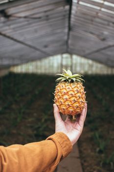 在温室里手拿成熟的菠萝，强调热带水果农业