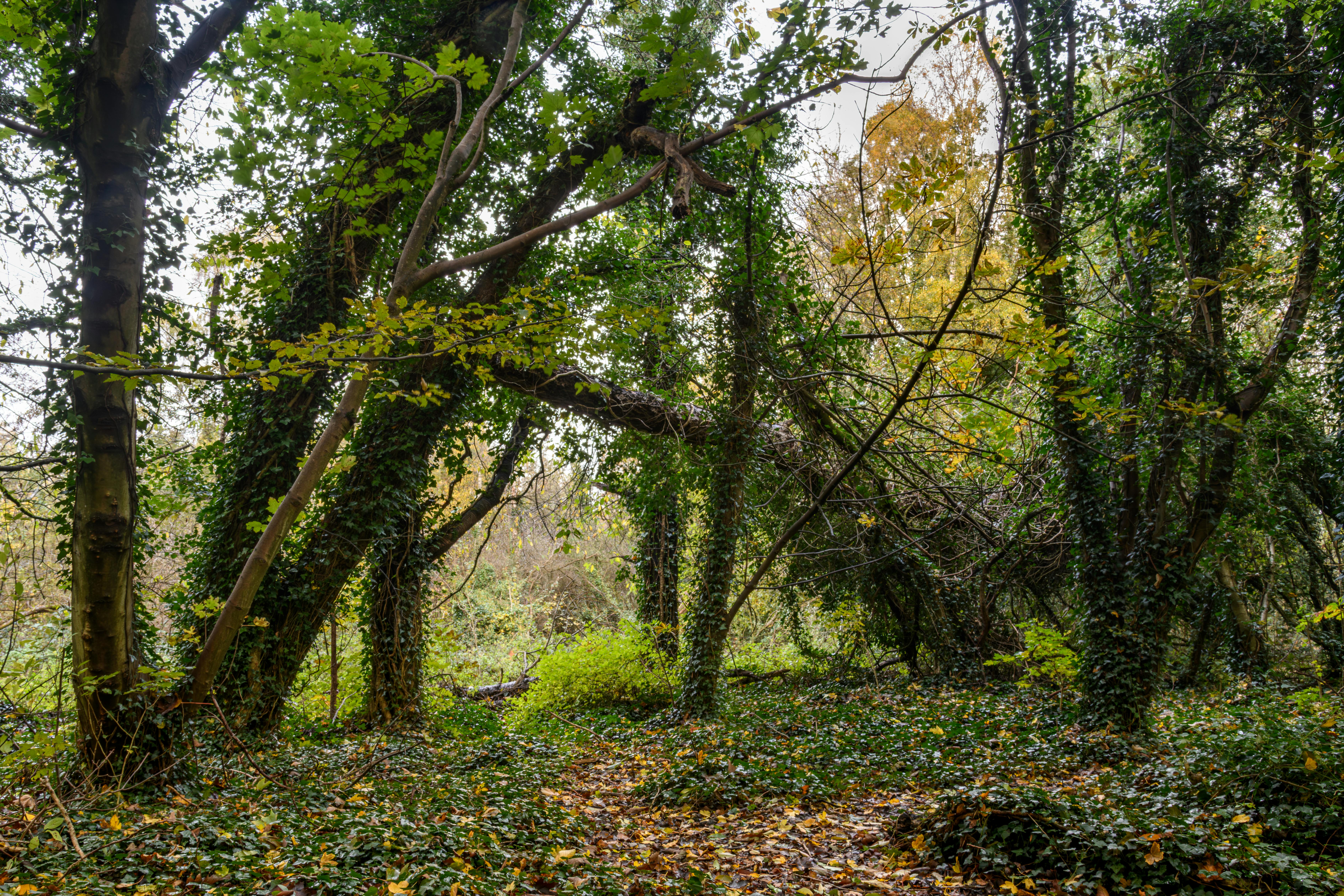 Dense woodland scene with vibrant foliage, showcasing a serene autumn landscape with lush greenery.