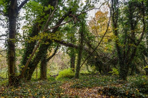 Free Dense woodland scene with vibrant foliage, showcasing a serene autumn landscape with lush greenery. Stock Photo