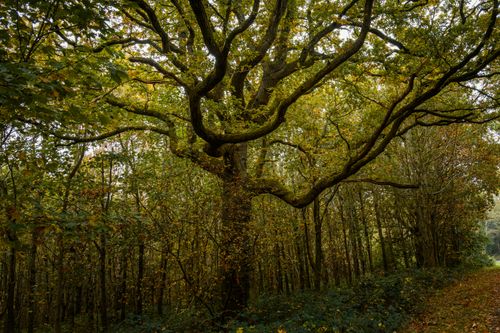 Free A majestic oak tree extends its branches in a dense forest, capturing the essence of autumn's golden hues. Stock Photo