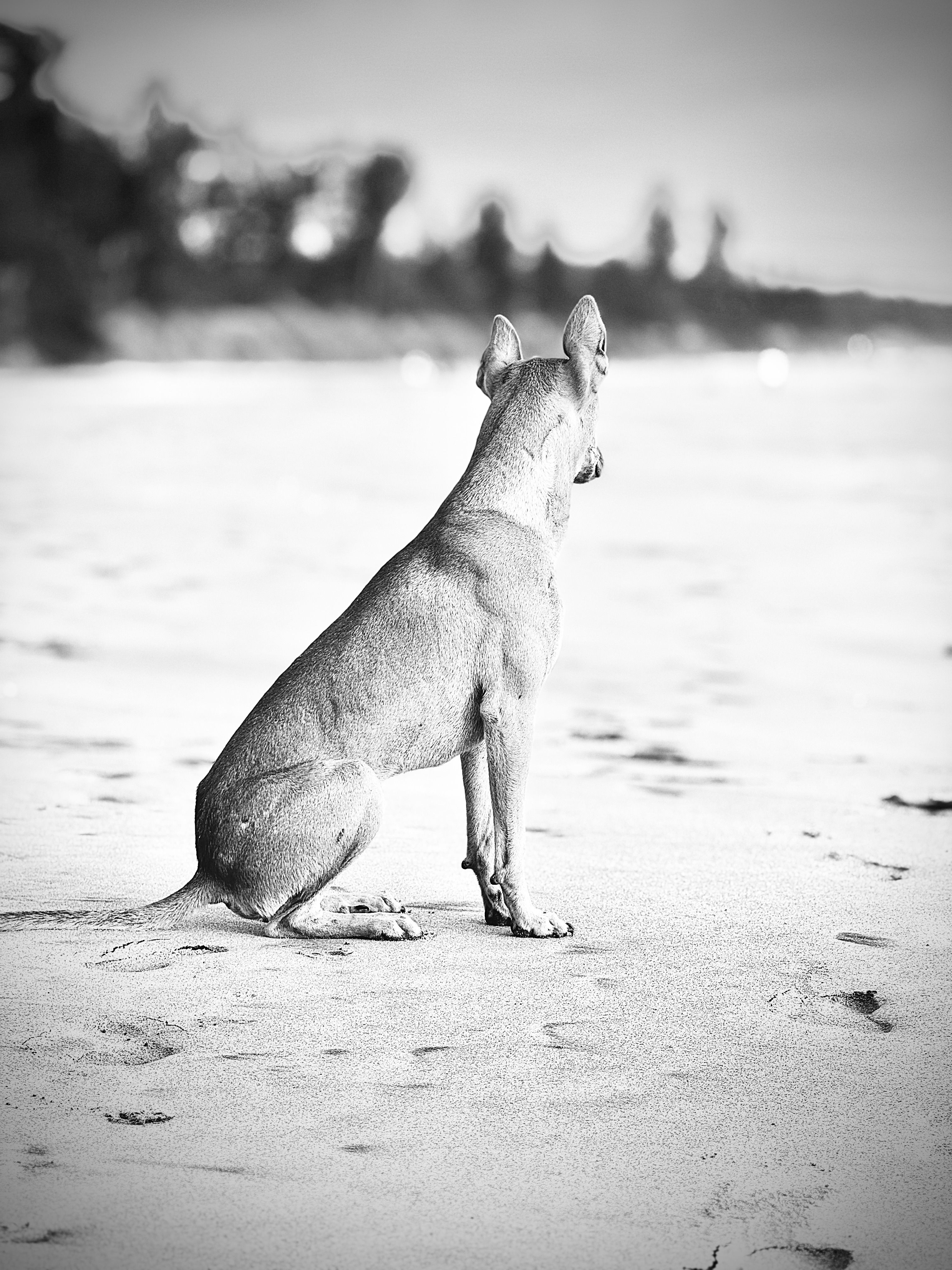 Black and White Dog Sitting Calmly on Beach · Free Stock Photo