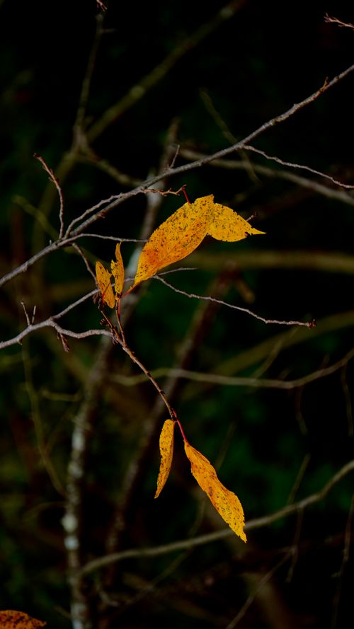 Free Close-up of autumn branches showcasing vibrant yellow leaves in a dark, moody setting. Stock Photo