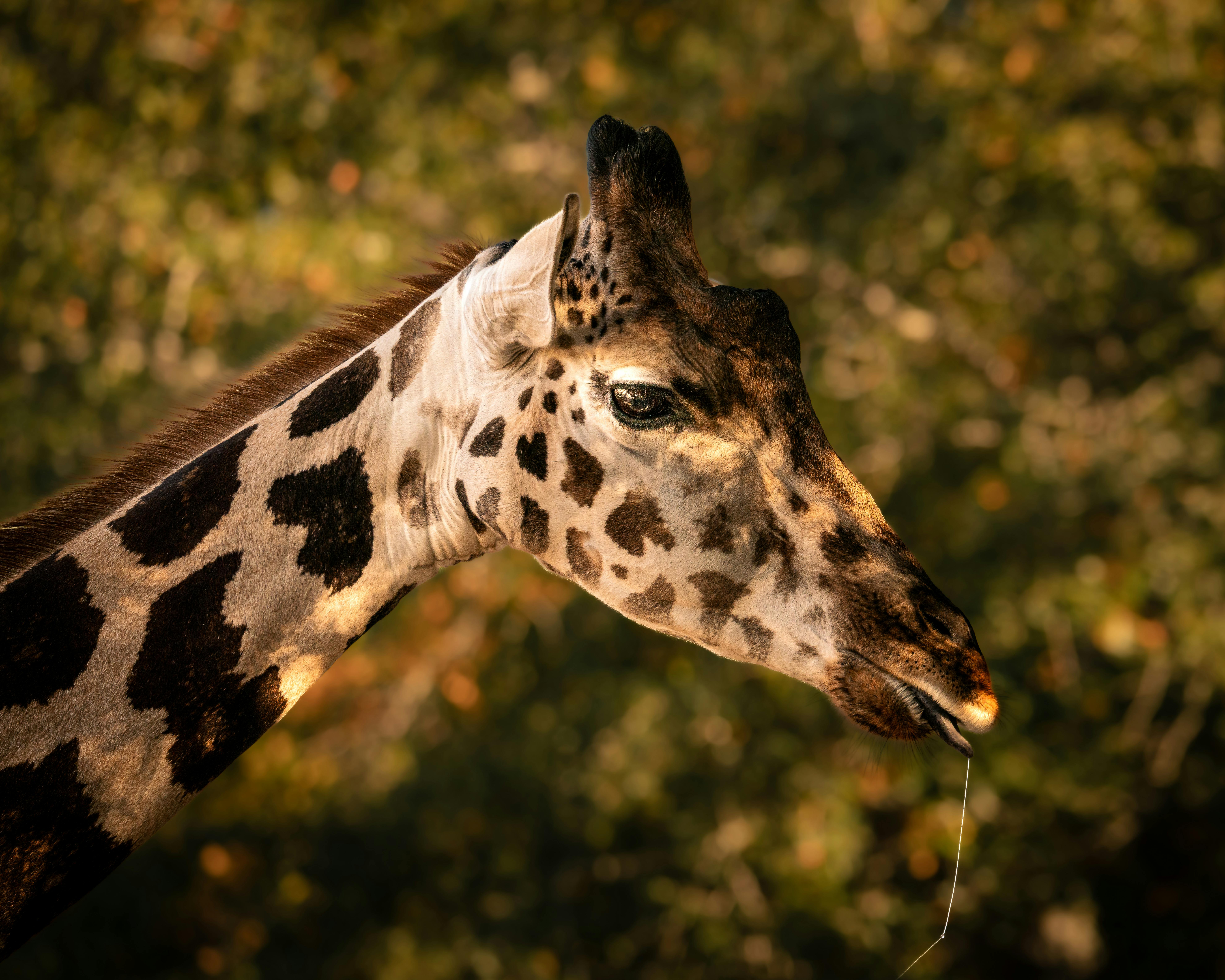 Image : Wild Heart, Strong Mind: The Unseen Mental Marathon of a Kenyan Safari