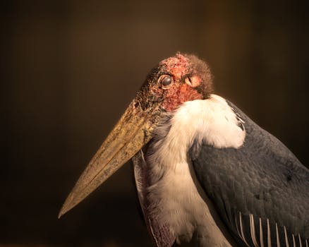 Detailed close-up of a Marabou Stork, highlighting its unique features under warm, dramatic lighting.