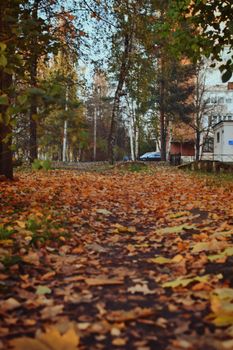 Scenic outdoor pathway covered in vibrant autumn leaves in a park setting.